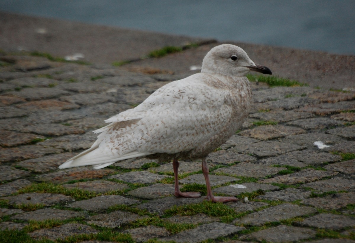 Iceland Gull (glaucoides) - ML566835181