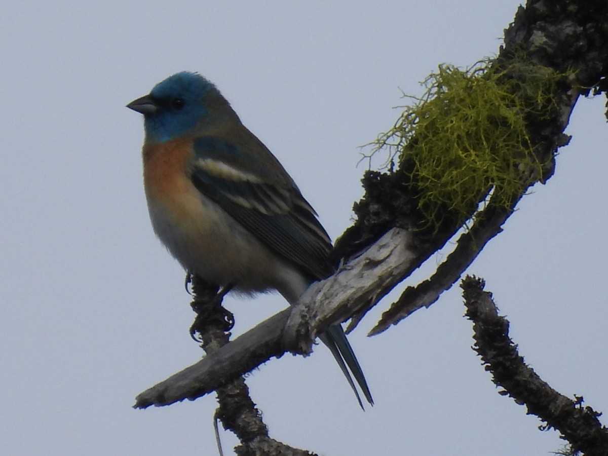 Lazuli Bunting - ML566835281