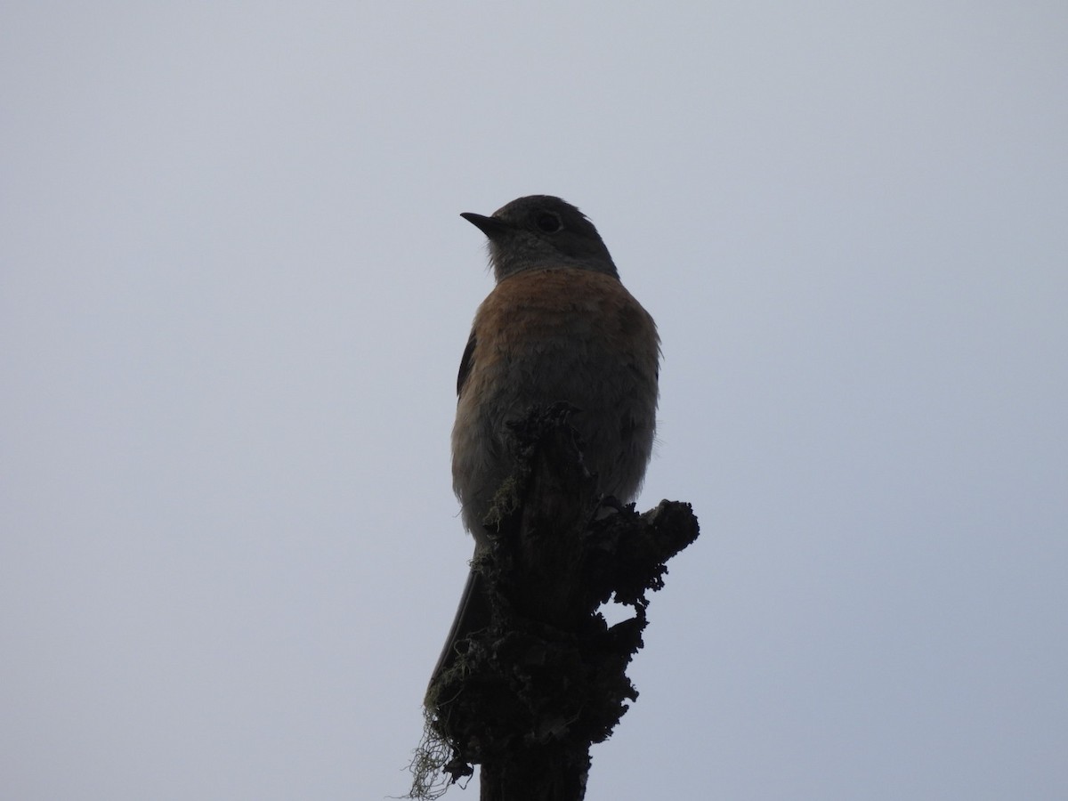 Western Bluebird - ML566835551