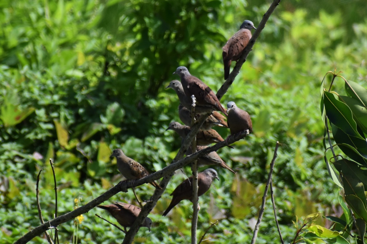 Ruddy Ground Dove - ML566835921