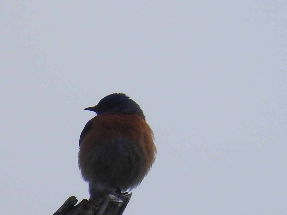 Western Bluebird - ML566836041