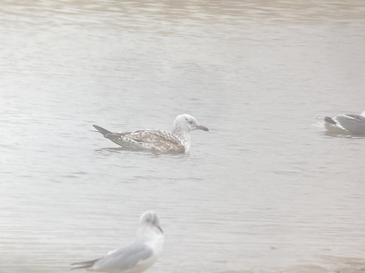 Caspian Gull - Liam Langley