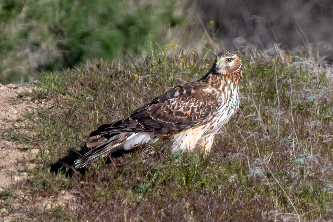 Northern Harrier - William Kelley