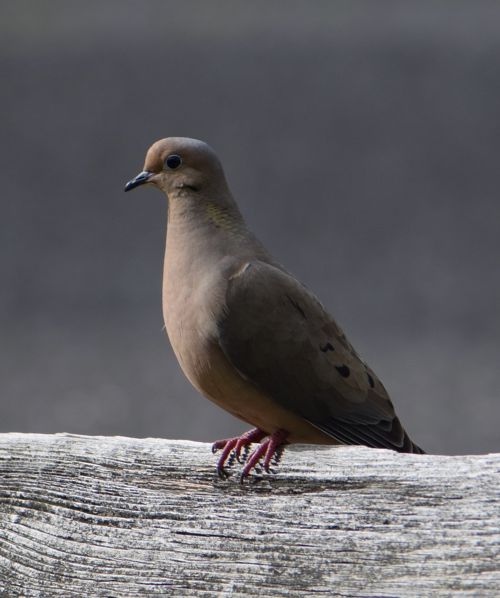 Mourning Dove - Neal Fitzsimmons