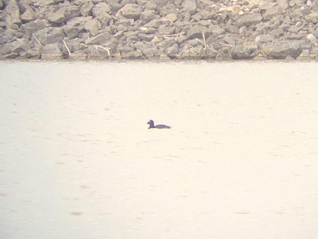 White-winged Scoter - ML566842341