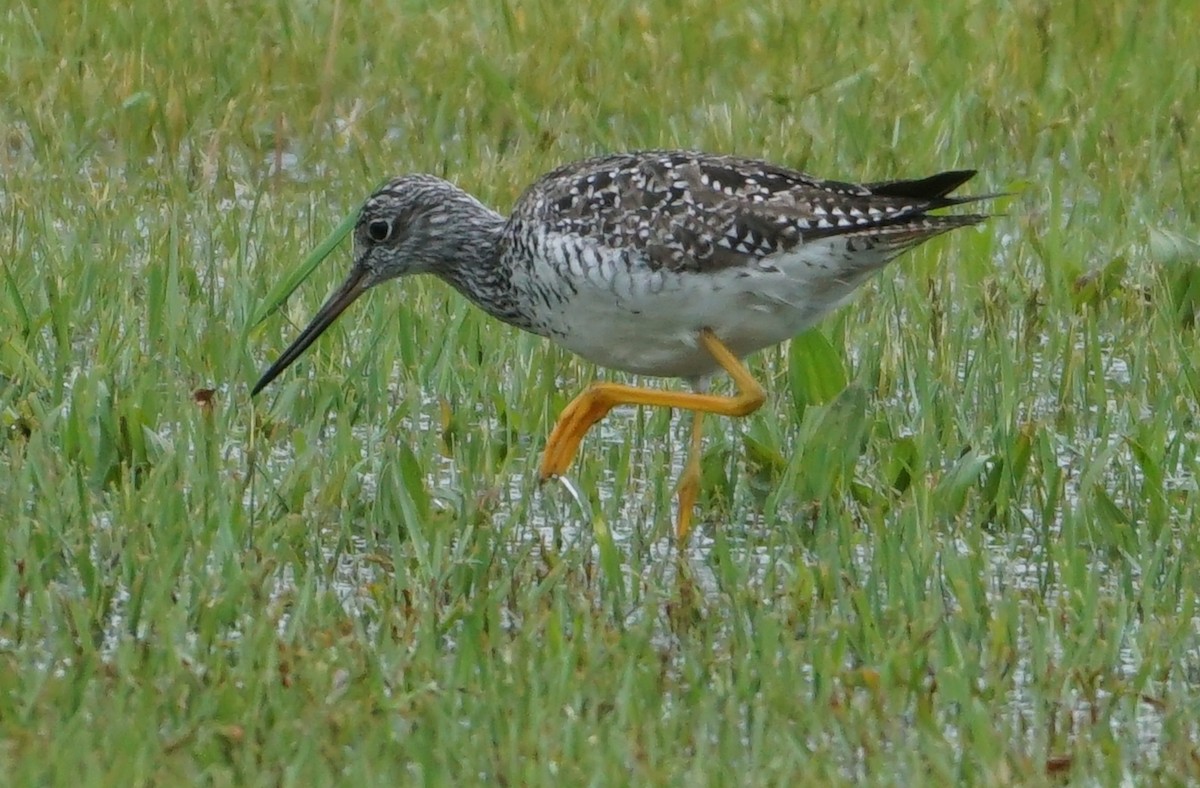 Greater Yellowlegs - Melody Ragle