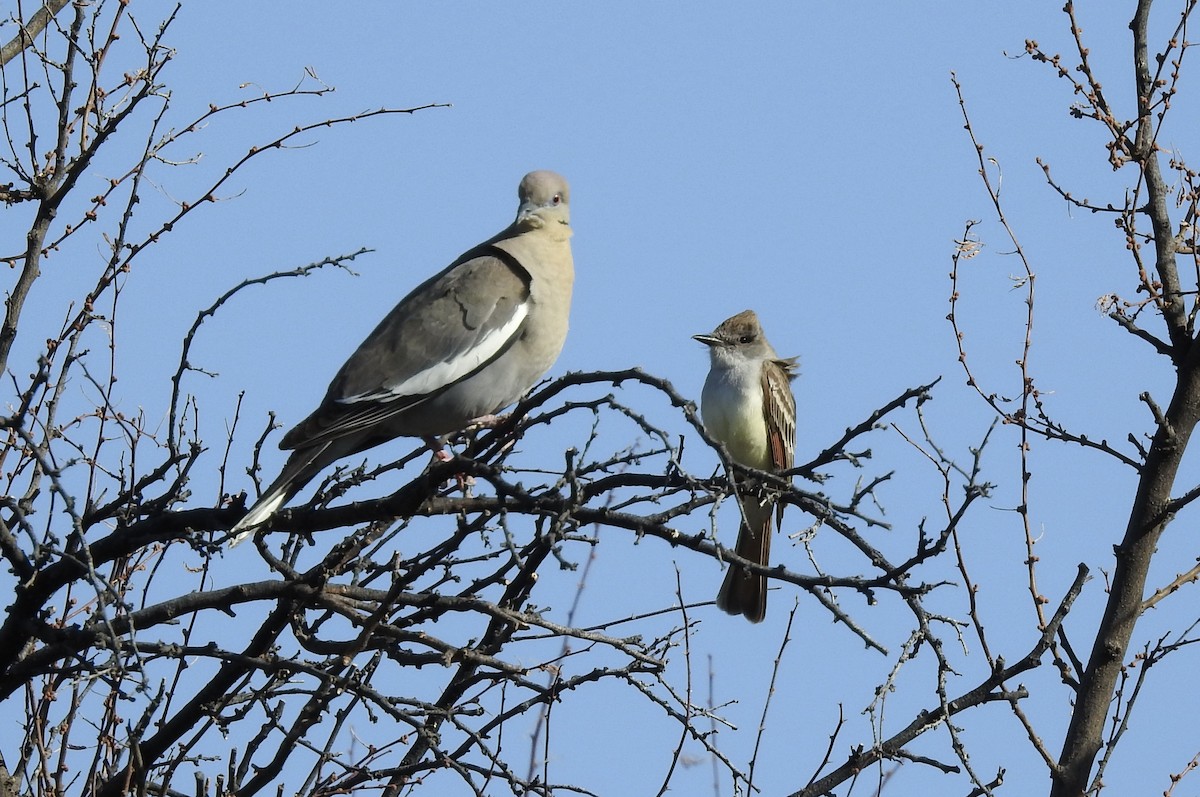 White-winged Dove - ML566843561