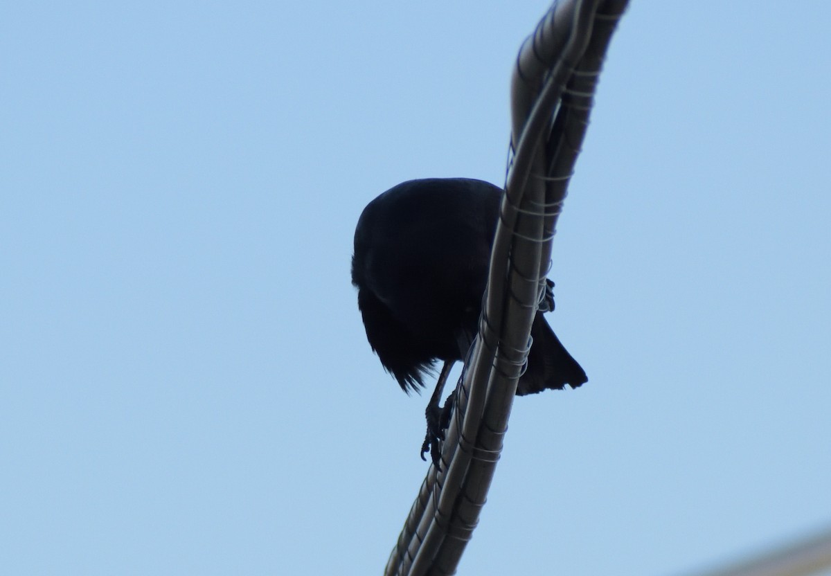 American Crow - ML566846091