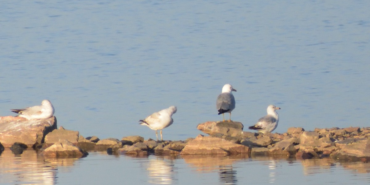 Gaviota Californiana - ML566846331