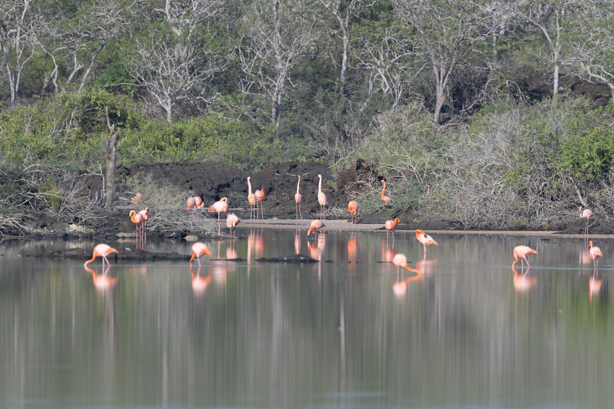 Chilean Flamingo - ML566847261