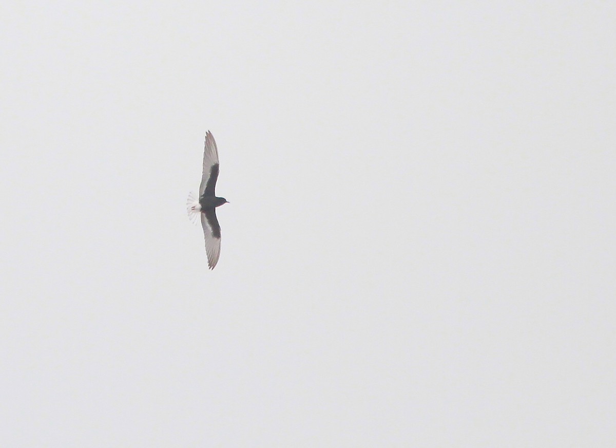 White-winged Tern - ML566848101
