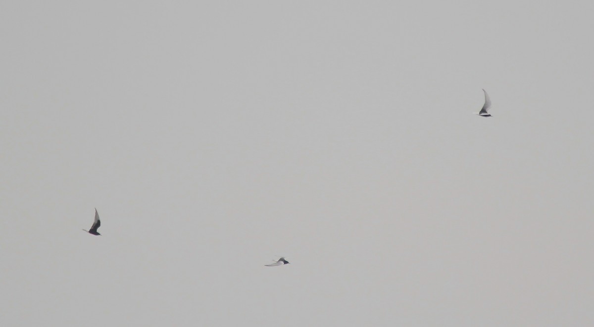 White-winged Tern - ML566848111