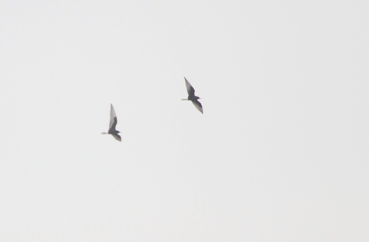 White-winged Tern - ML566848141