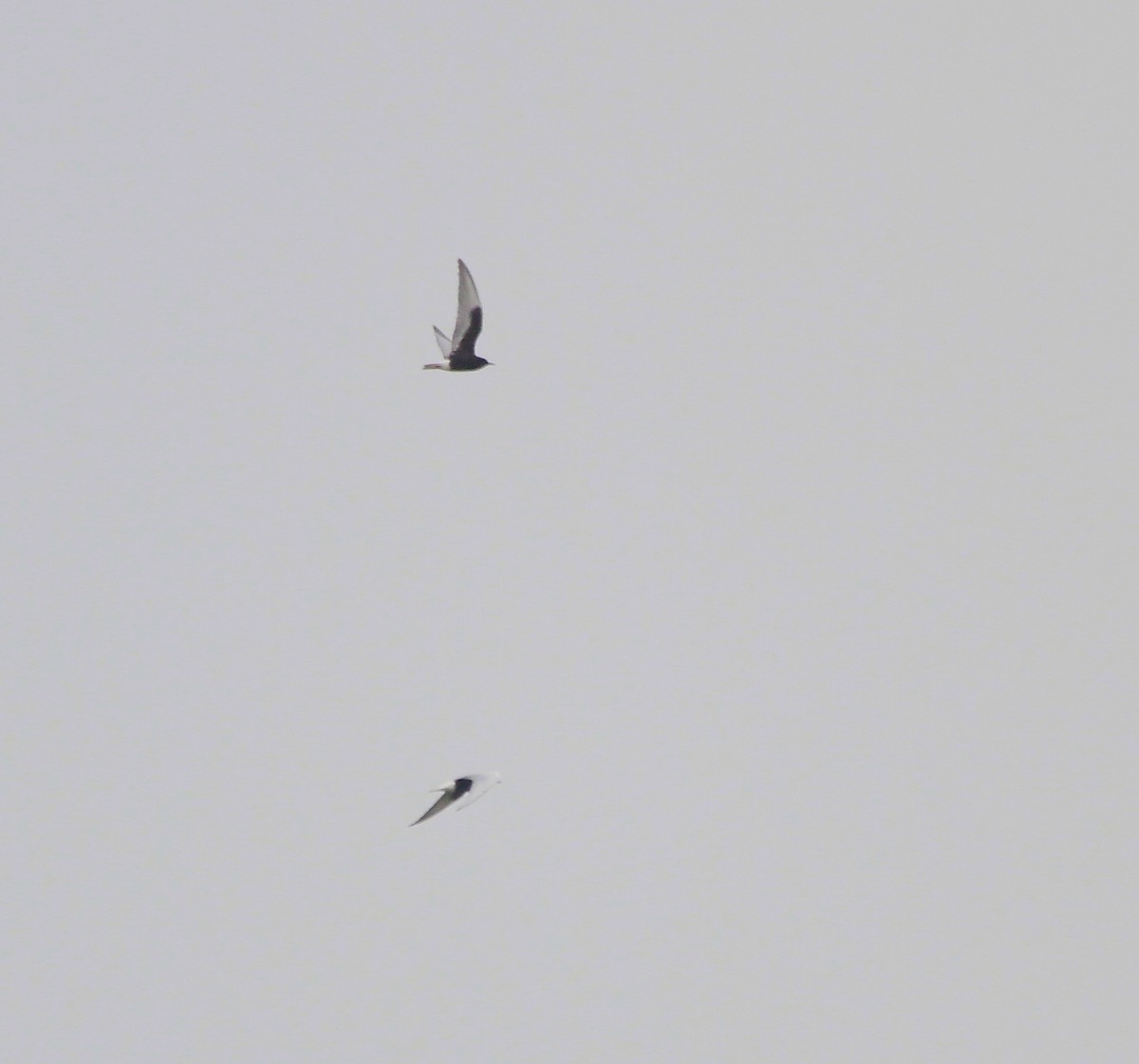 White-winged Tern - ML566848151