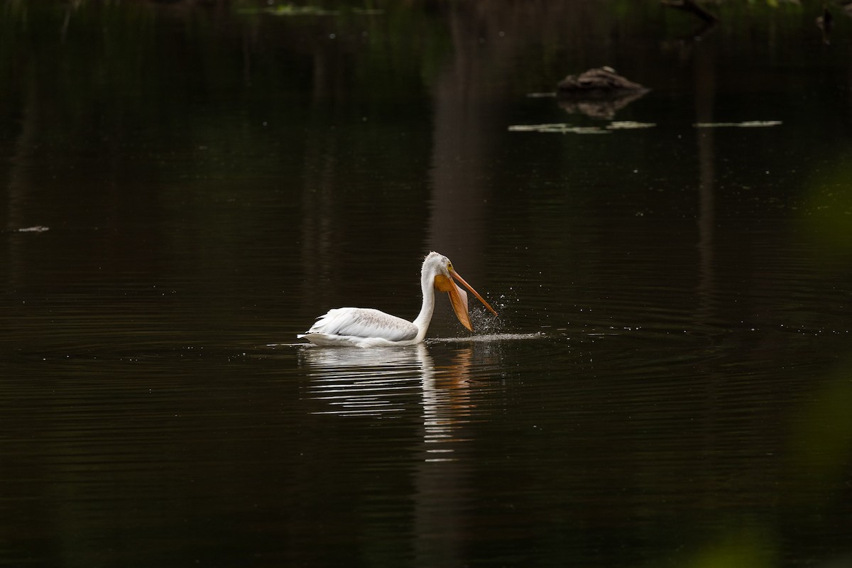 American White Pelican - Brett Forsyth