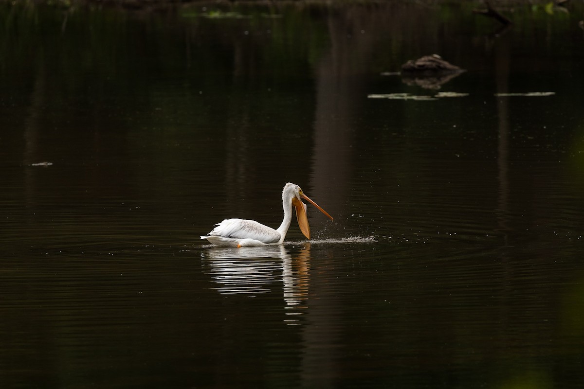 American White Pelican - ML566848251