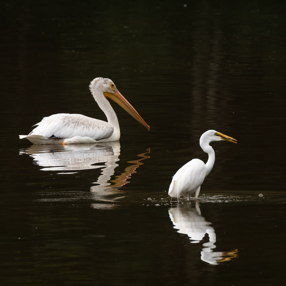 American White Pelican - ML566848281