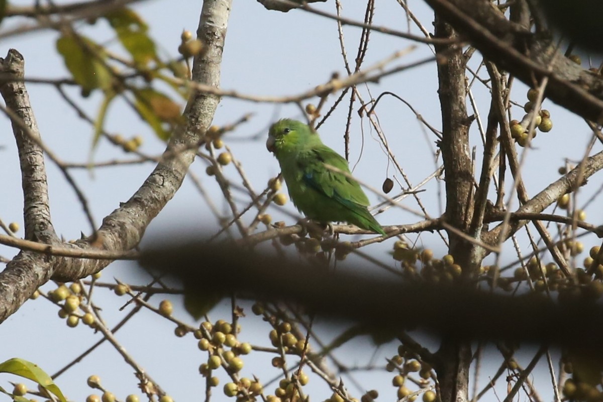 Mexican Parrotlet - ML566848531