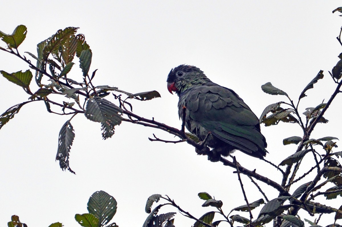 Red-billed Parrot - Antonio Ceballos Barbancho