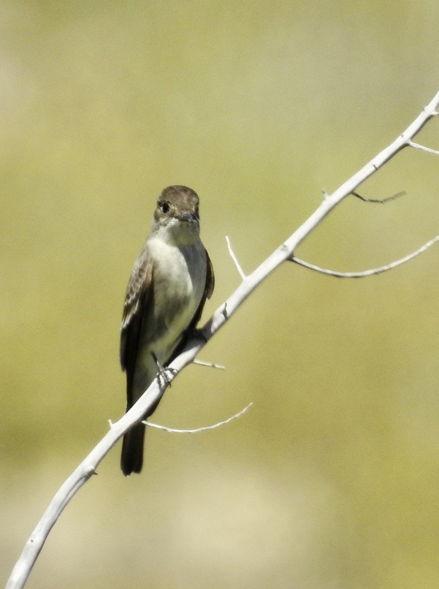 Western Wood-Pewee - Kurt Schwarz