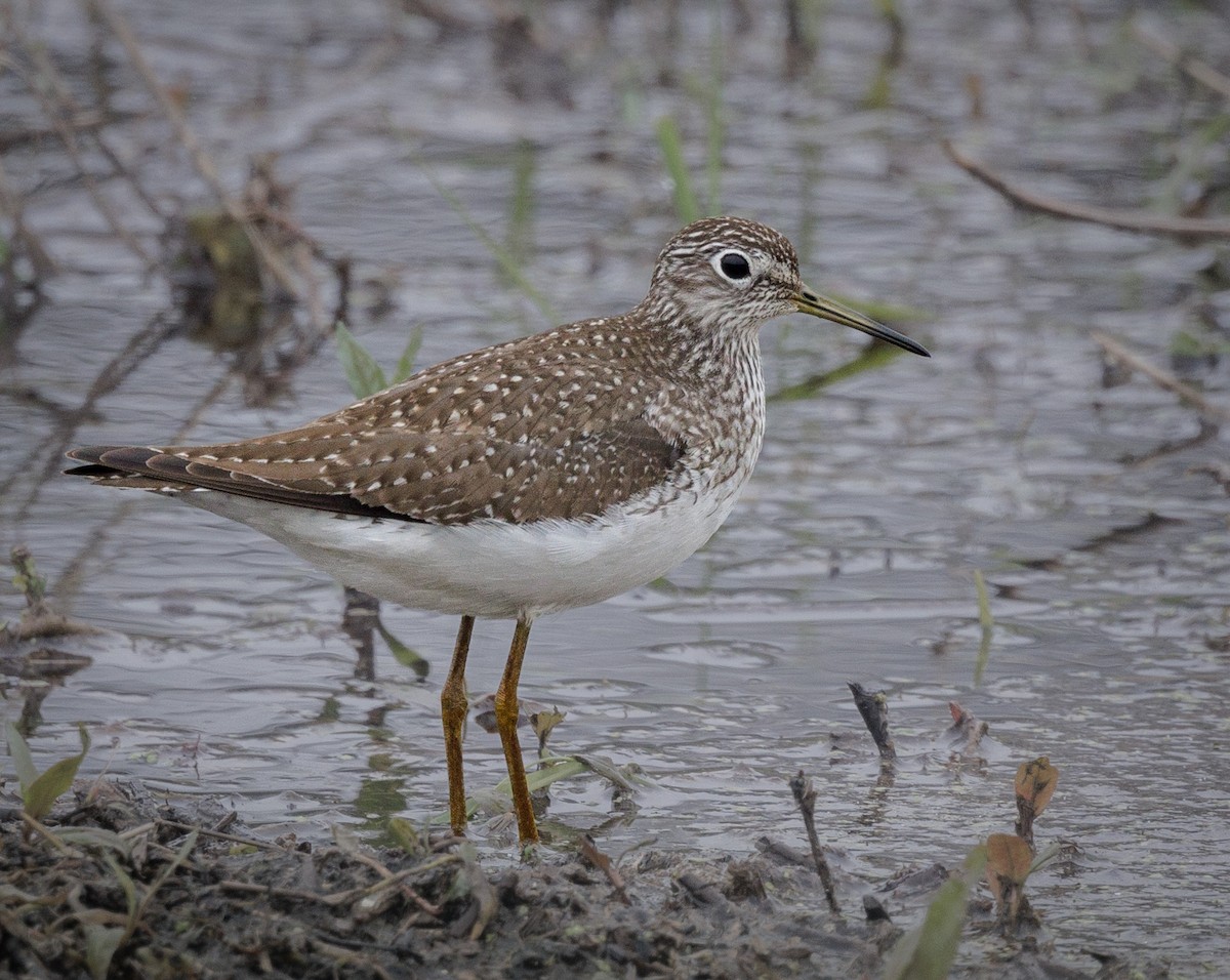 Solitary Sandpiper - Roger Windemuth