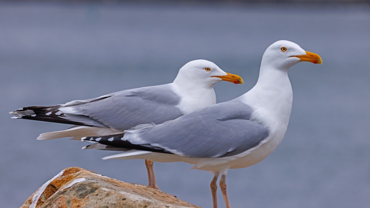 Gaviota Argéntea - ML566853151