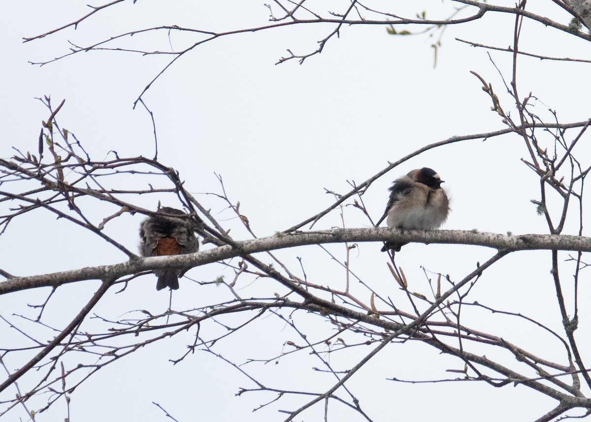 Cliff Swallow - ML566853941