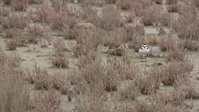 Kentish Plover - ML566854321