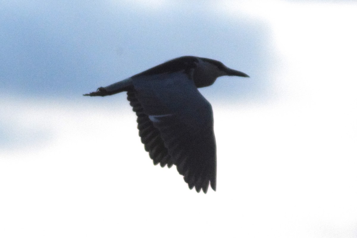 Black-crowned Night Heron - ML566854681