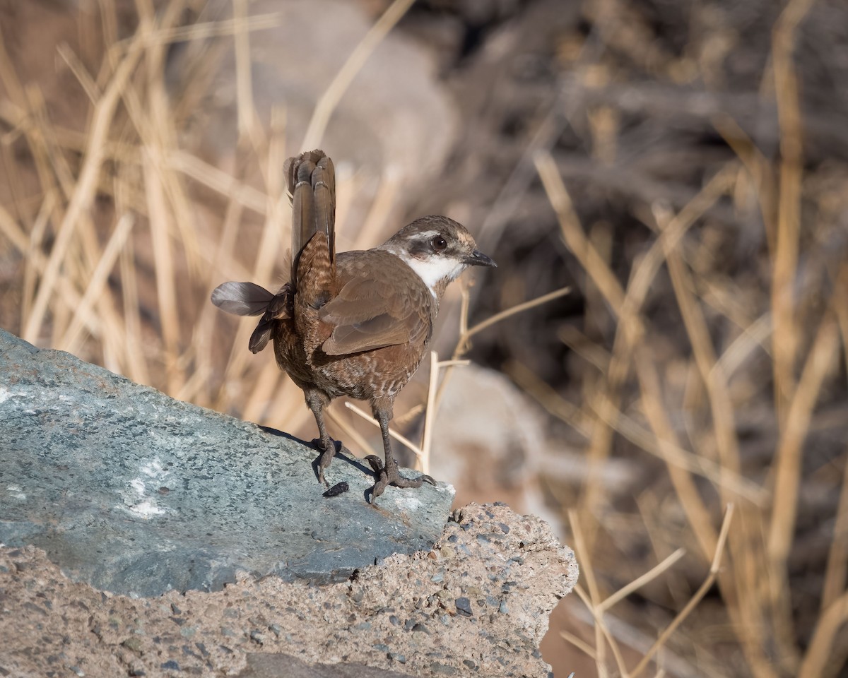 Moustached Turca - ML566855491