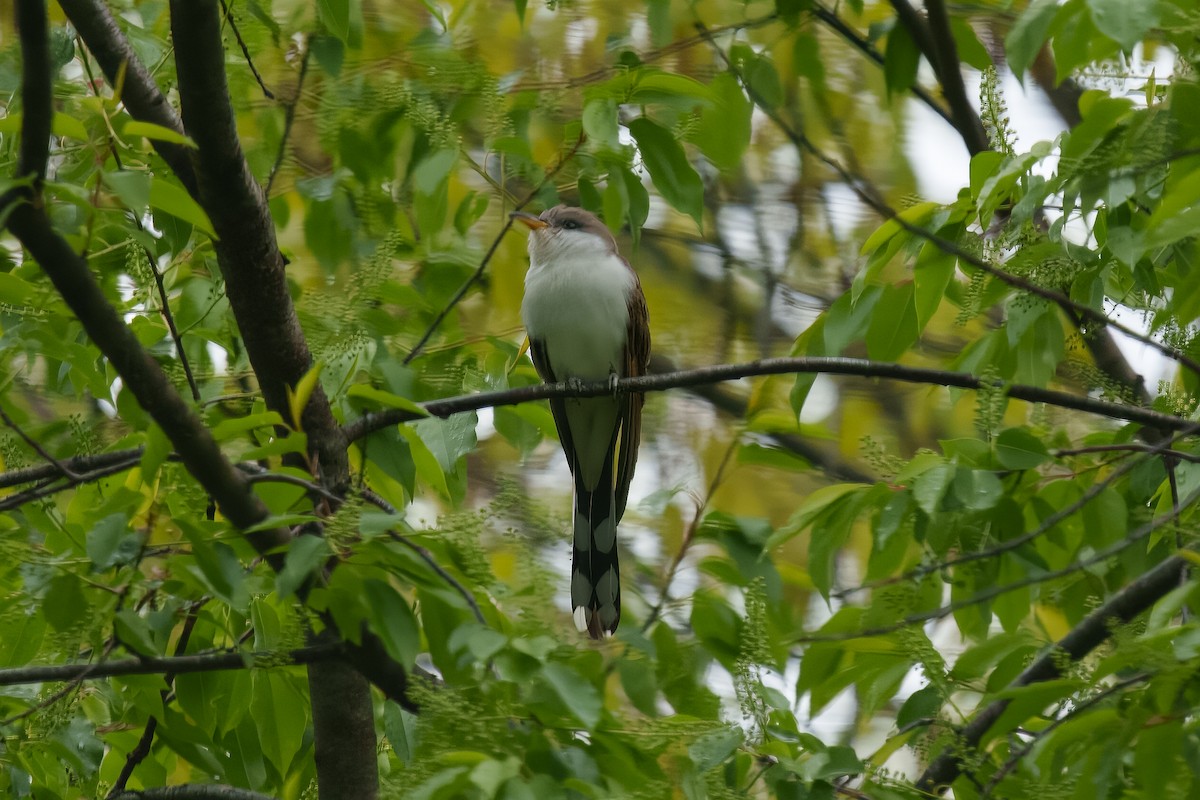 Yellow-billed Cuckoo - ML566855681