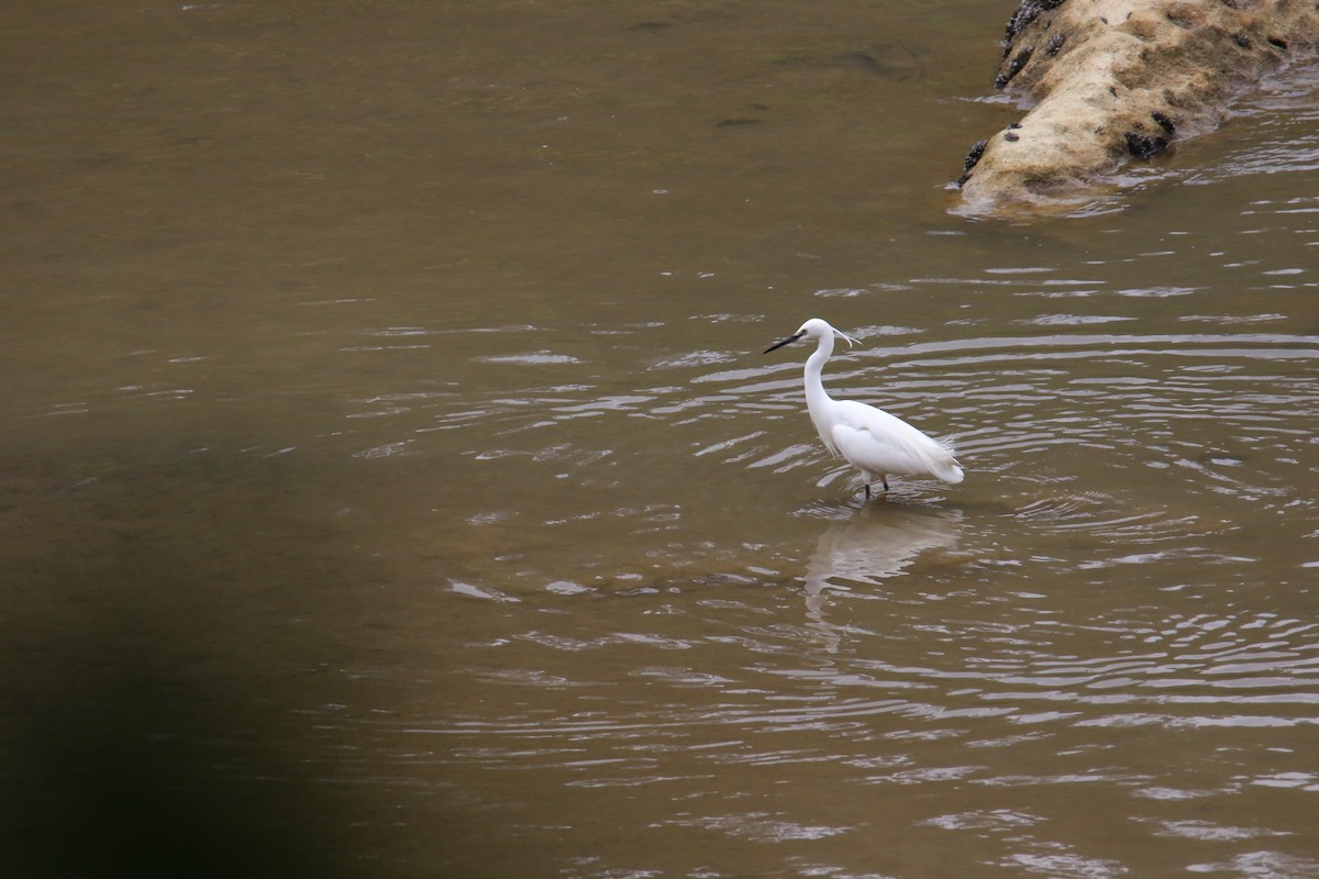 Little Egret - ML566855841