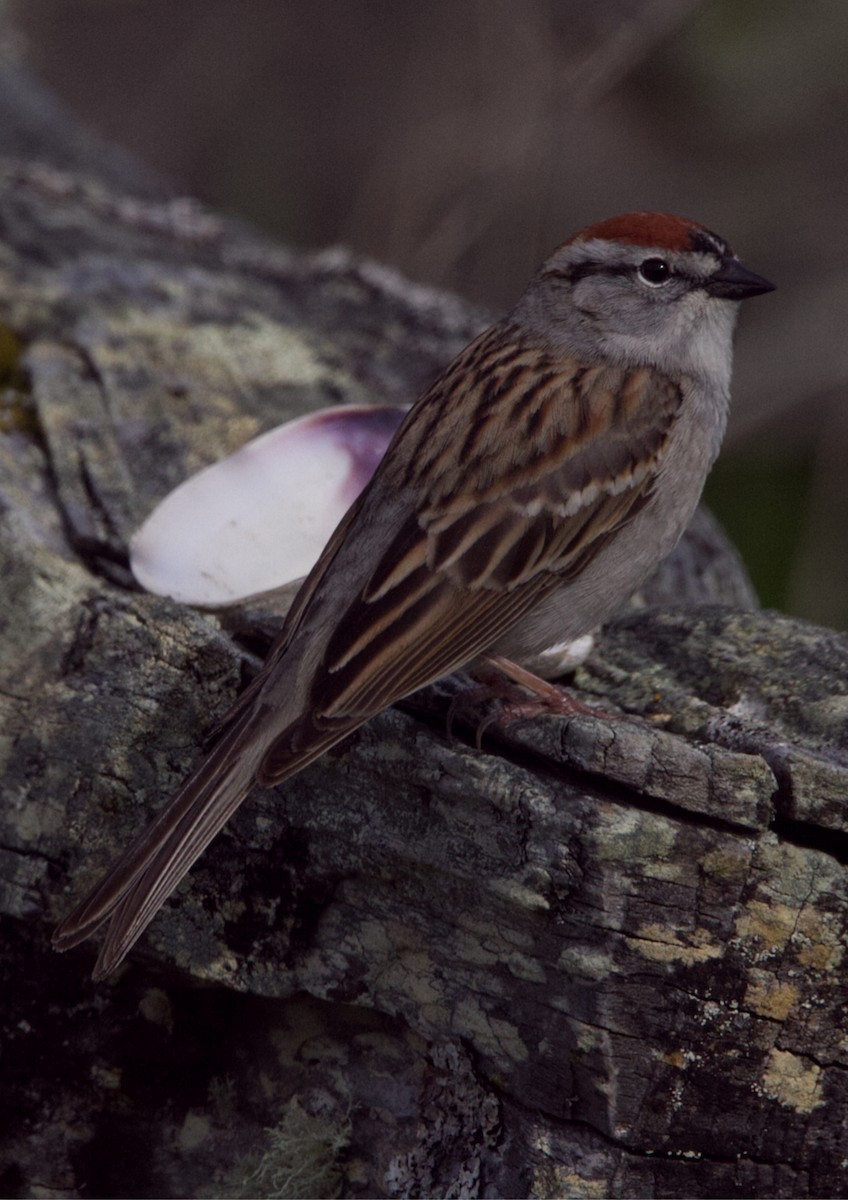 Chipping Sparrow - ML566856851
