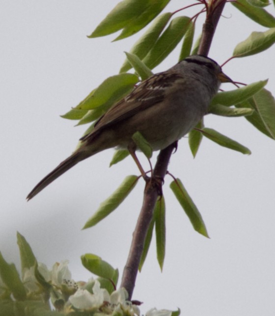 White-crowned Sparrow - ML566856971
