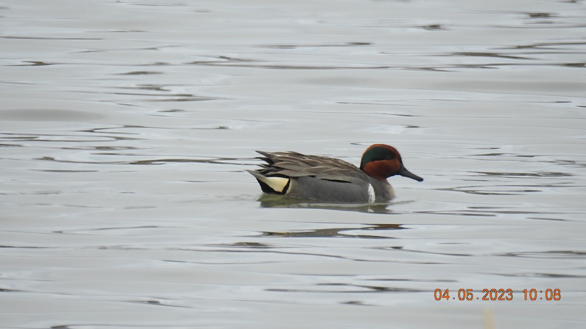 Green-winged Teal - Carol Harvey