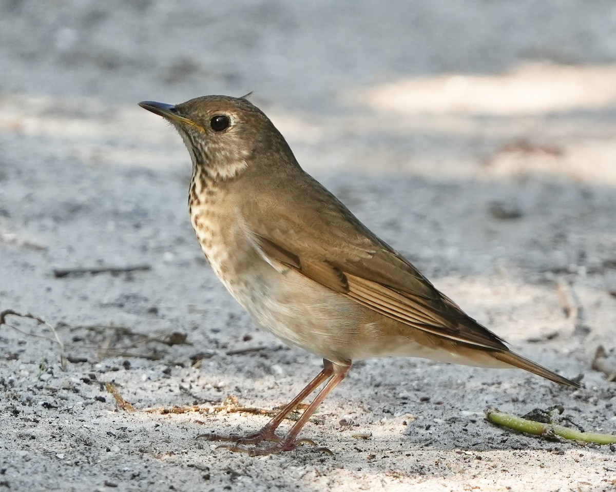 Gray-cheeked Thrush - Gloria Markiewicz