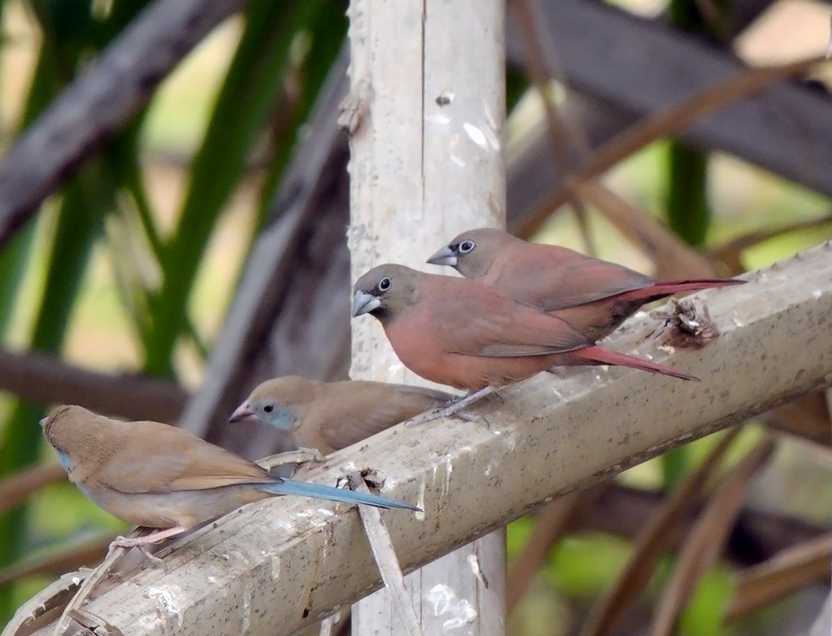 Black-faced Firefinch (Vinaceous) - ML566858681