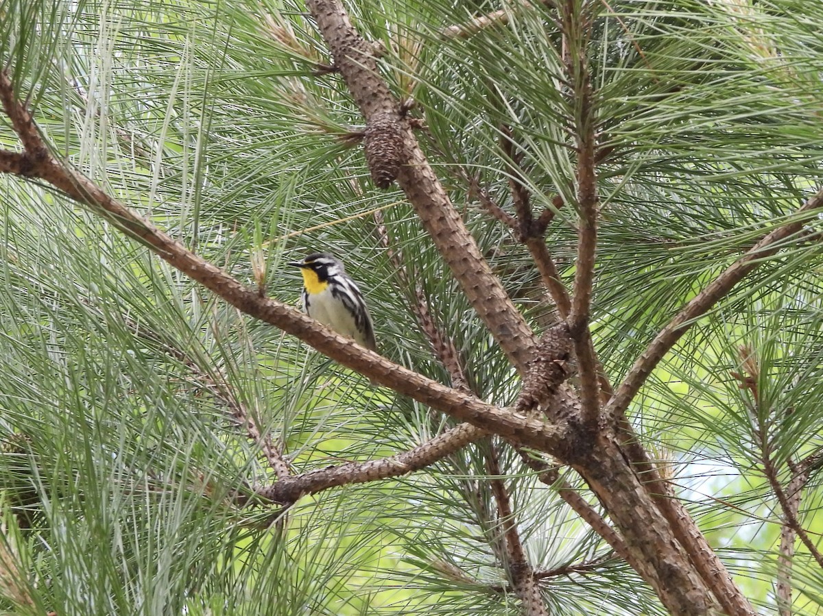 Yellow-throated Warbler - Karen & Tom Beatty