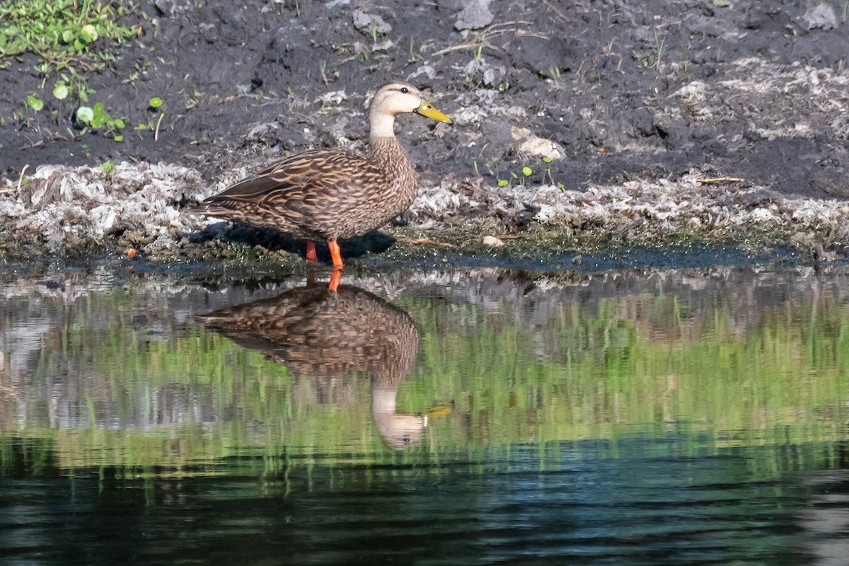 Canard brun - ML566859101