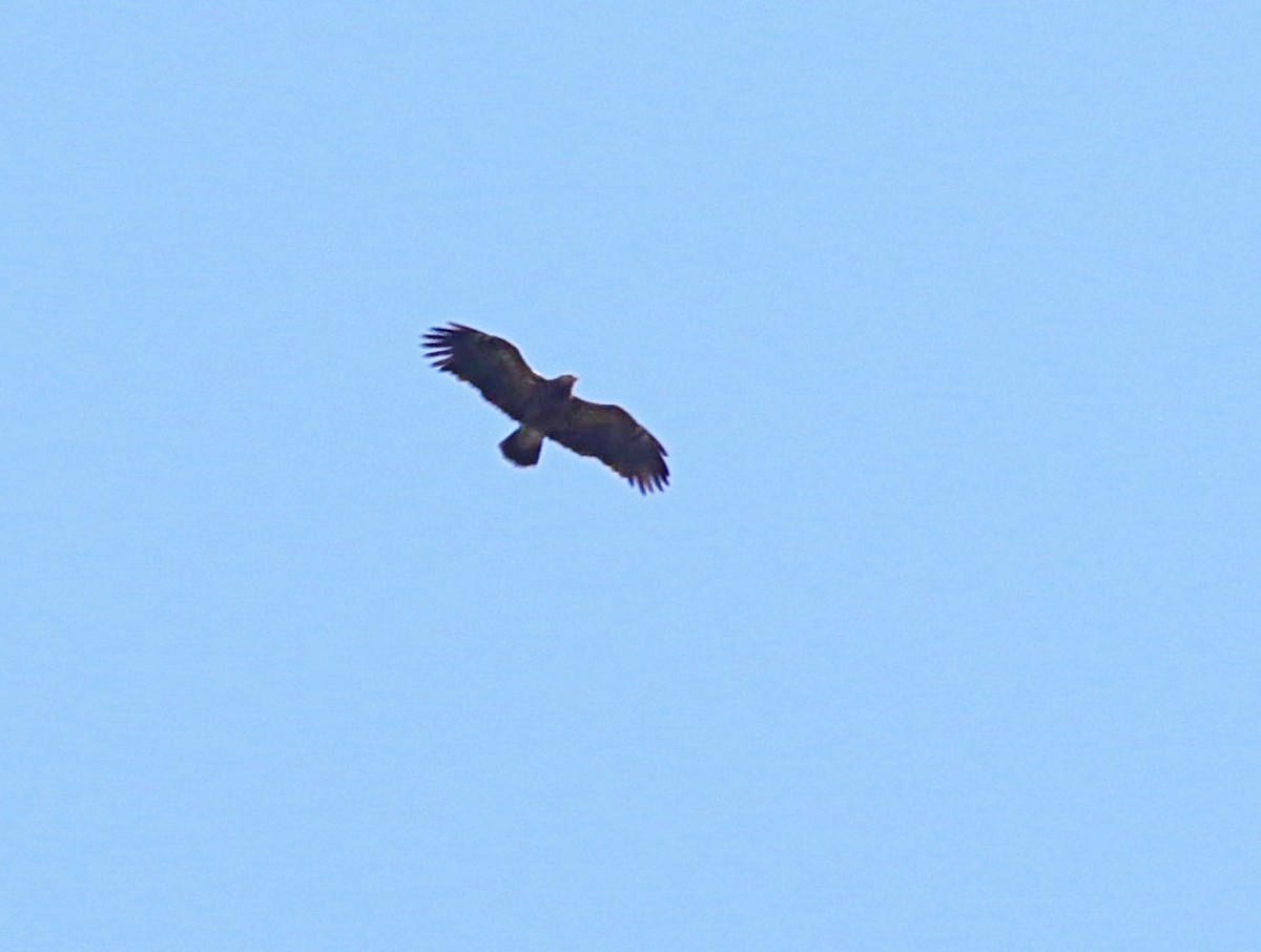Lesser Spotted Eagle - ML566859781
