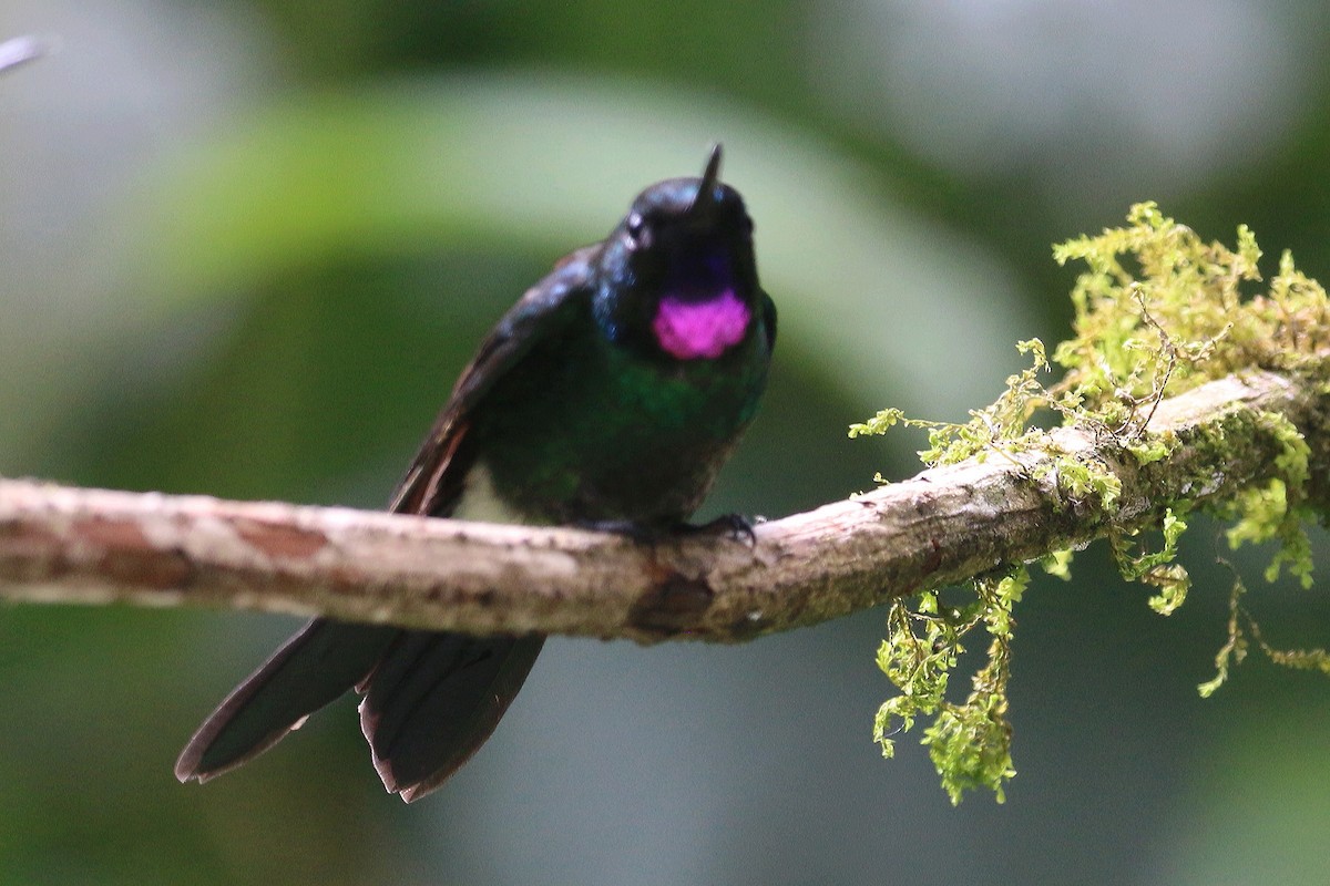 Colibrí Turmalina - ML566860121