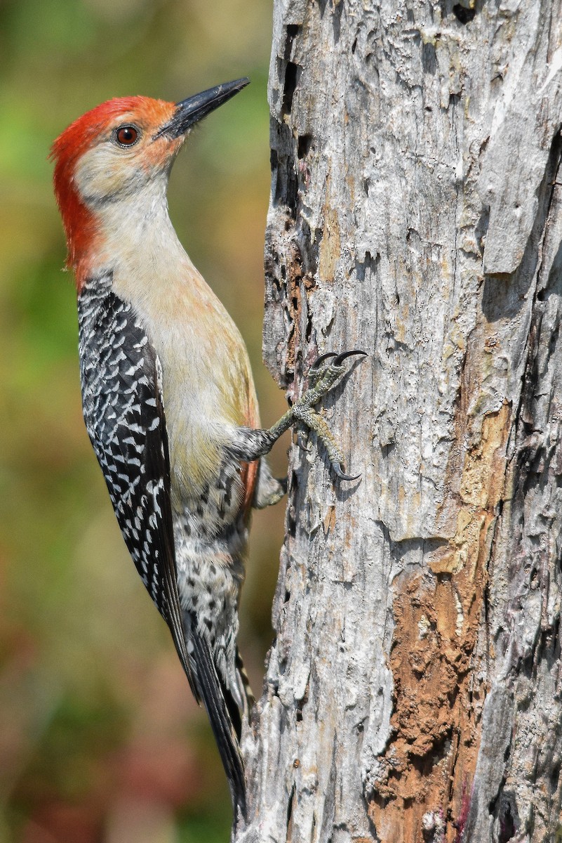 Red-bellied Woodpecker - ML566860181