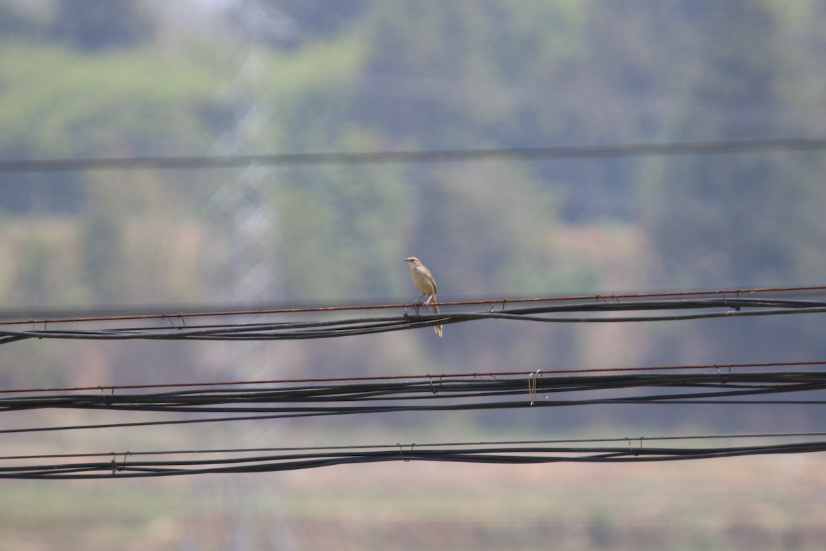 Striated Grassbird - ML566861801