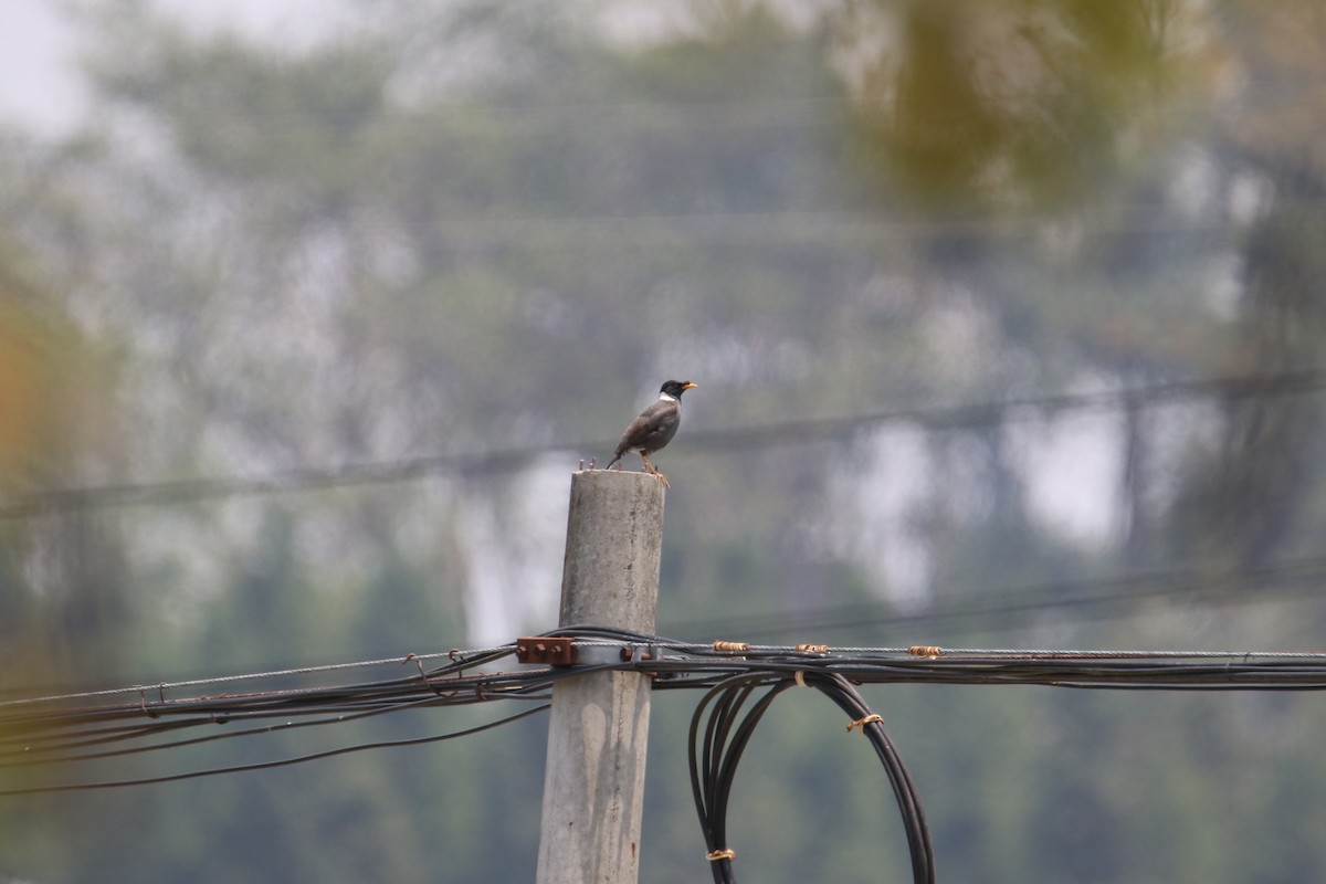 Collared Myna - Kuang-Ping Yu