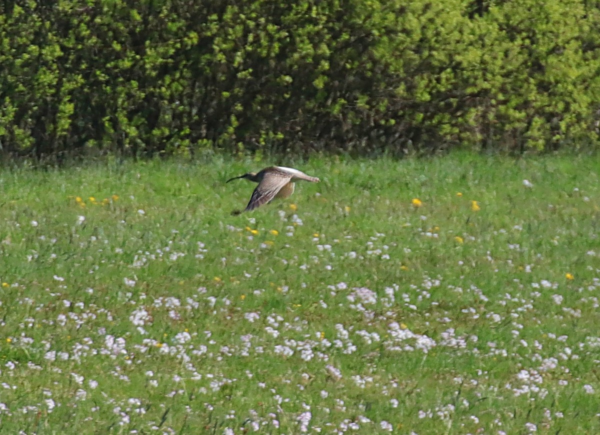 Whimbrel - ML566861941