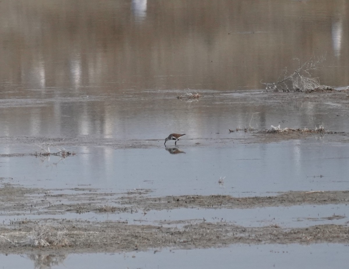 Dunlin - Ben Goodheart