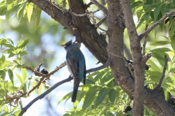 Indigo Bunting - ML566862881