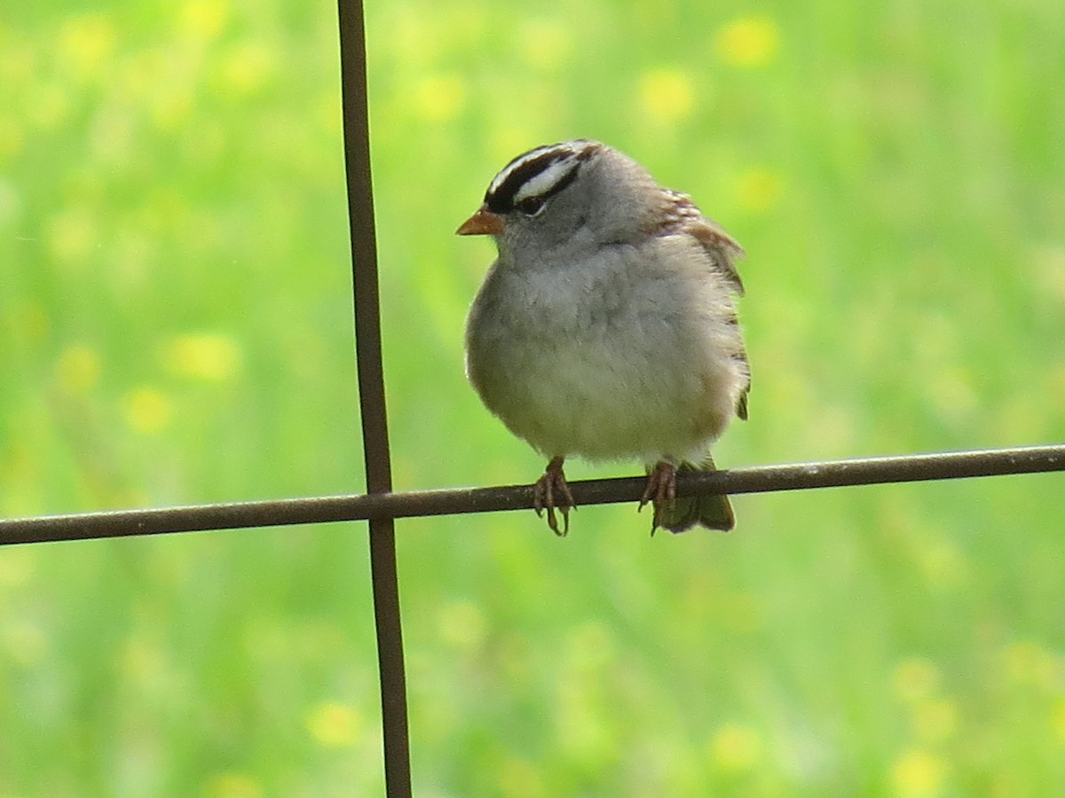 White-crowned Sparrow - ML566862961