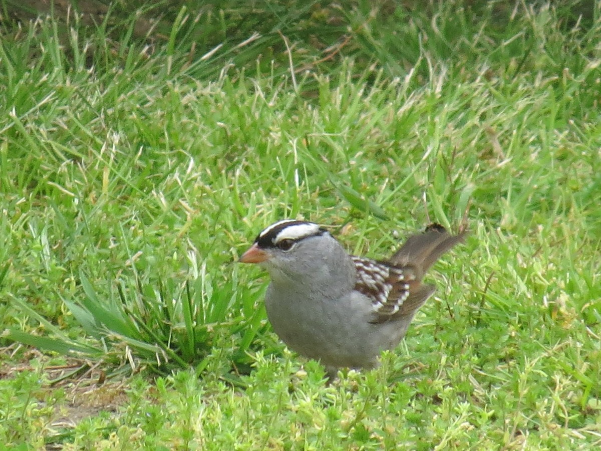 White-crowned Sparrow - ML566862971