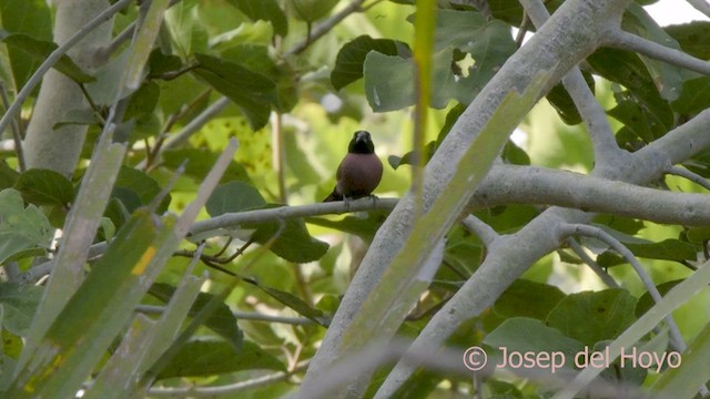 Black-faced Firefinch (Vinaceous) - ML566863101